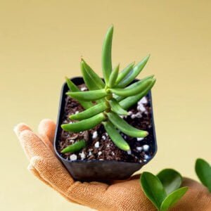 BABY CRASSULLA TETRAGONA (Bare Rooted)