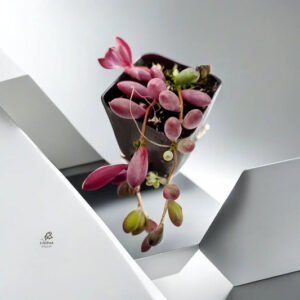 Othonna capensis-Ruby Necklace (Bare Rooted) - Image 2