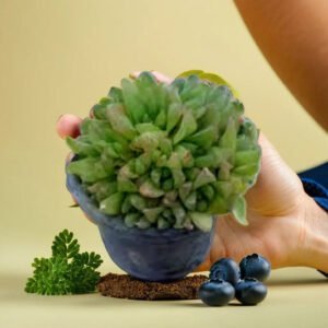 HAWORTHIA CREST (BARE ROOTED)