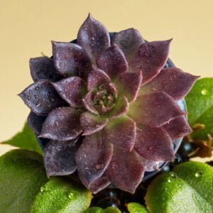 Vishnu Kamal (Bare Rooted)