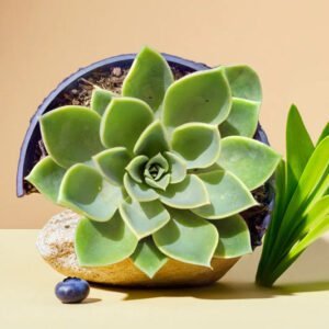 Echeveria Pansy (Bare Rooted)