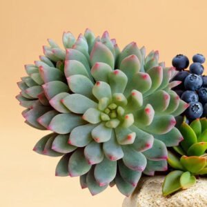 Echeveria Blue Elf (Bare Rooted)