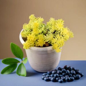 SEDUM-ANGELINA (Bare Rooted)