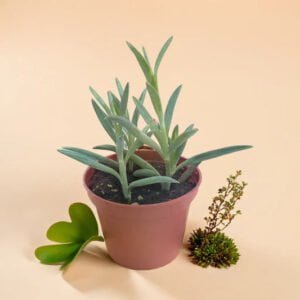 STRING OF BANANA (Bare Rooted)