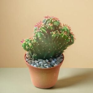 Boxer Cactus (Bare Rooted)