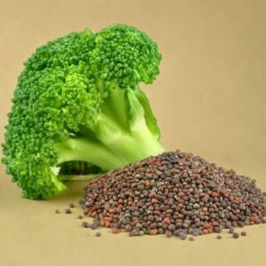 BROCCOLI HYBRID SEEDS (30 seeds)