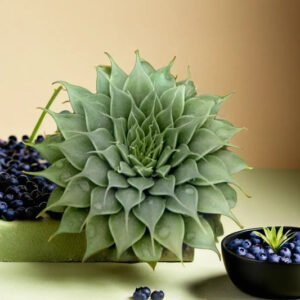 Graptoveria Silver Star (Bare Rooted)