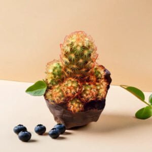 MAMMILLARIA-SPP (BARE ROOTED)