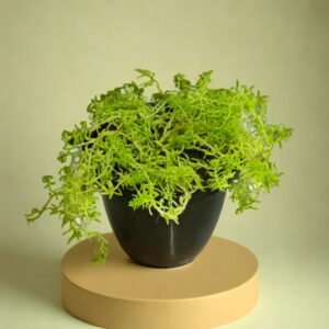 SEDUM GRASSES (Bare Rooted)