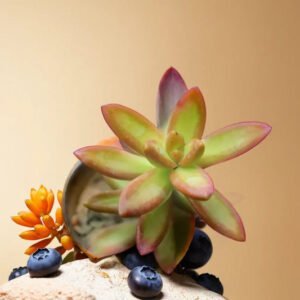 Sedum Nussbaumerianum (Bare Rooted)