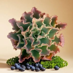 Echeveria Frill Curls (Bare Rooted)