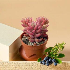 Pink jelly bean (Bare Rooted)