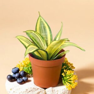 Sansevieria Dwarf Golden Hahnii (Snake Plant) Bare Rooted