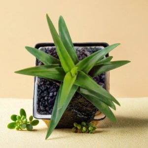 Aloe Wansley Green (Bare Rooted)