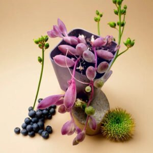 Othonna capensis-Ruby Necklace (Bare Rooted)