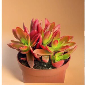 Red Camfire (Bare Rooted)