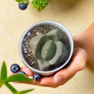 Lithops 2 (Bare Rooted)