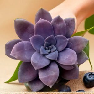 Graptopetalum Paraguayense (Bare Rooted)