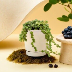 String of Pearls (Bare Rooted)