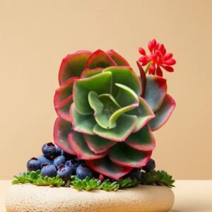 Red Echieveria (Bare Rooted)