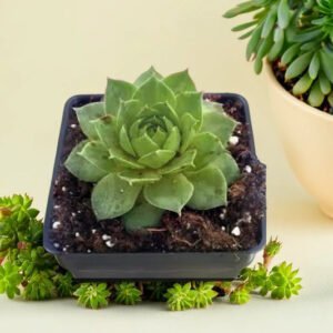 Laxmi Kamal (Bare Rooted)