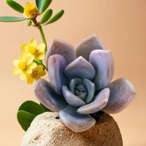 Echeveria Elegans Hybrid(Bare Rooted) - Image 2