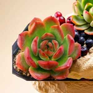 Echeveria Bene Musume (Bare Rooted)