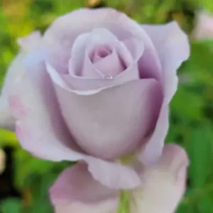 MONDIAL SPAR (Fragrant)