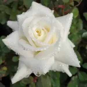 TIARA