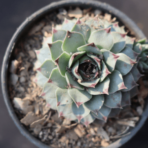 Sempervium Calcereum (Bare Rooted) - Image 2