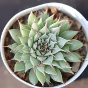 Graptoveria Silver Star (Bare Rooted) - Image 2