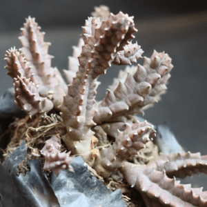 Orbea Halipedicola (Bare Rooted) - Image 2