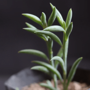 STRING OF BANANA (Bare Rooted) - Image 2