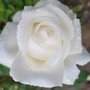 PYARI ADITY (Fragrant)