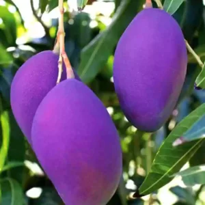 Imported mango plant